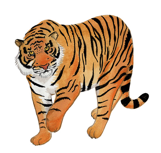 pia taccone tigre